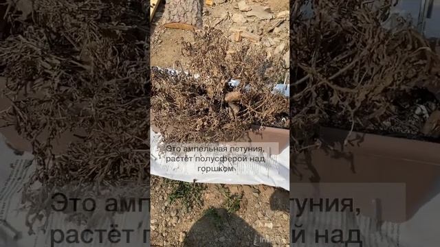 Корневая петунии съела весь грунт #рассада #рассада2023 #огород #сад #петуния смотреть онлайн