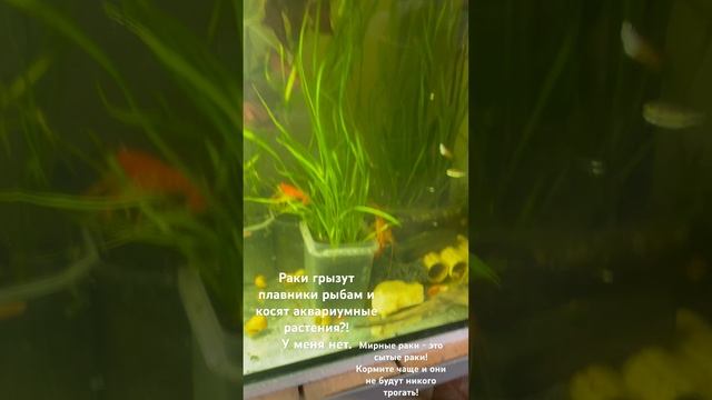 Флоридские и мраморные раки в аквариуме с рыбками и растениями отлично уживаются. смотреть онлайн
