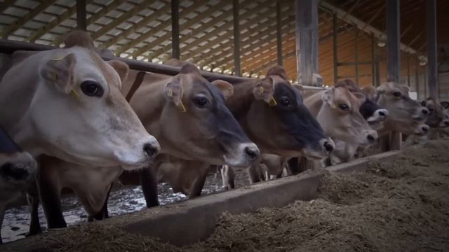 Advanced Solutions for Inbreeding смотреть онлайн