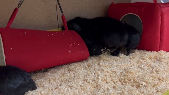 Скинникариер