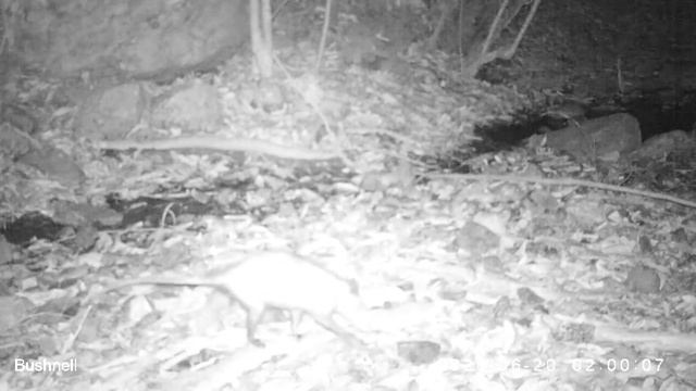 FAUNA SILVESTRE CÁMARAS EN COSTA GRANDE GUERRERO MÉXICO (COMPORTAMIENTO). смотреть онлайн