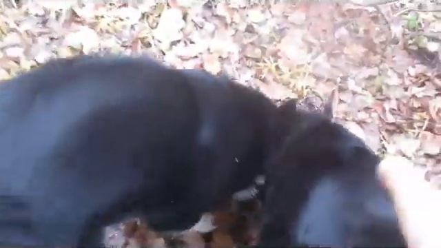 Туня в лесу смотреть онлайн