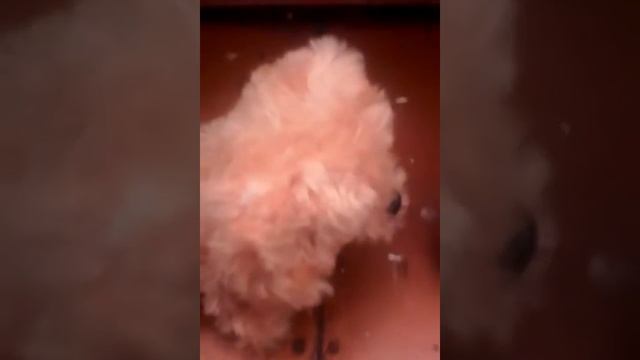 Обычная собака и злая мартышка смотреть онлайн