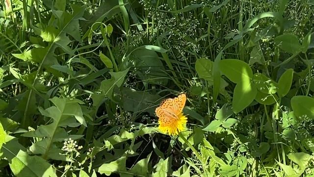 Грязная прополка в НЕЛЕТО на Урале смотреть онлайн