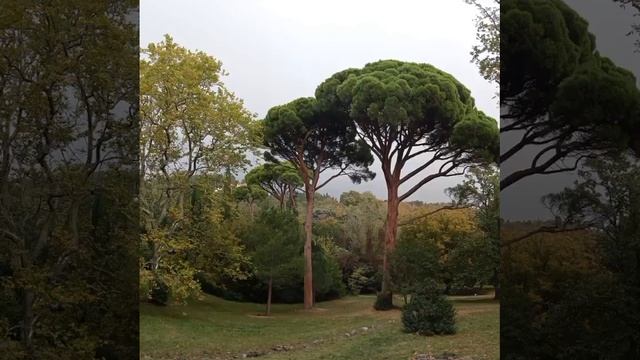 Осень в Воронцовском парке. смотреть онлайн