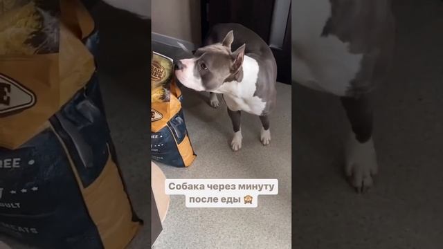 #собаки #амстафф #стаффордширскийтерьер #стаффорд #bluestaffy #стаффорд смотреть онлайн