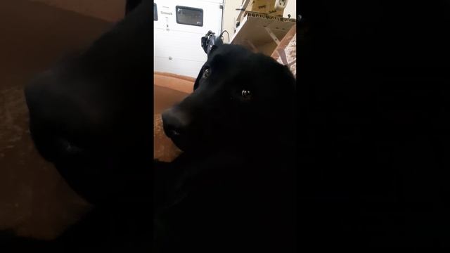 Гараж, мотоциклы, собака. Что ещё надо!? смотреть онлайн