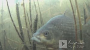 КАРАСИ ГИГАНТЫ под ВОДОЙ