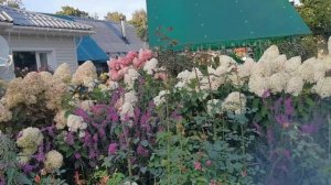 Лучшие гортензии в моем саду. Конец лета- обработка и подкормка