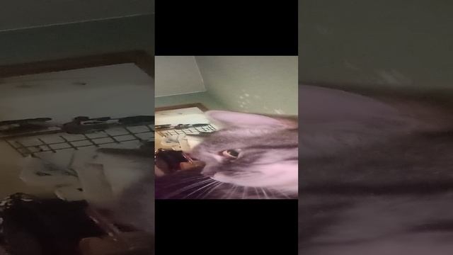 мой кот 🐱🐱🐱🐱🐱 смотреть онлайн