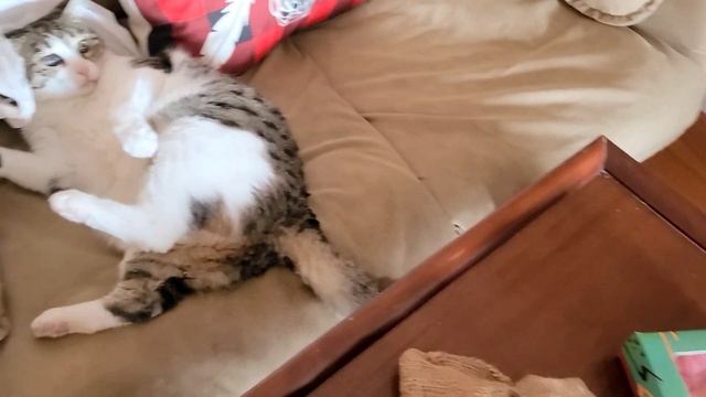 Moist Chocolate Mirror Cake Recipe смотреть онлайн