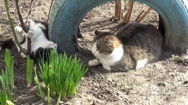 Весна и коты смотреть онлайн