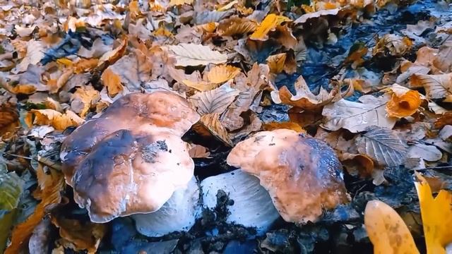 The Best Giant Boletus Grow In Leaves.. Mushrooms In Bags