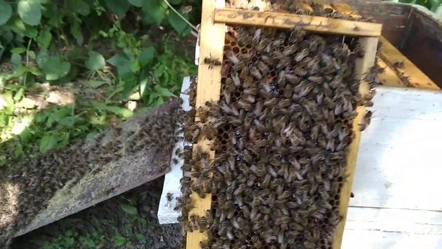 Вот такая красотка вышла из непривычно большого роевого маточника 😁 смотреть онлайн