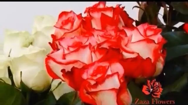 Zaza смотреть онлайн