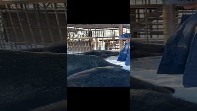 Небольшое представление медведей.