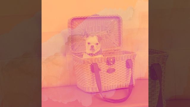 Настроения (Одинокие собаки) смотреть онлайн