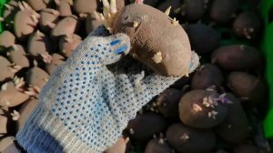 КАРТОФЕЛЬ- главный овощ нашей семьи посажен. Как мы это делаем?