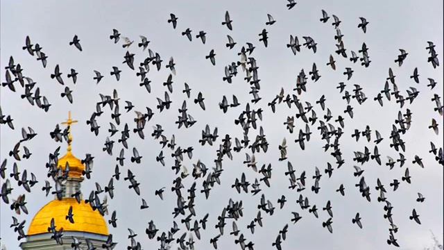 Для Бориса Моисеева смотреть онлайн