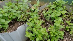 Как вырастить мяту, чтобы она была покорной? Пряный огород в вазонах