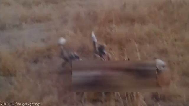 10 Times Predators Fought Over Same Prey смотреть онлайн