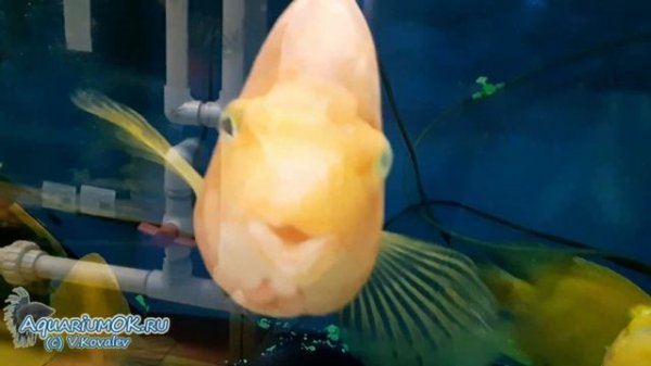 Устранение последствий запущенного гексамитоза: состояние попугаев через неделю