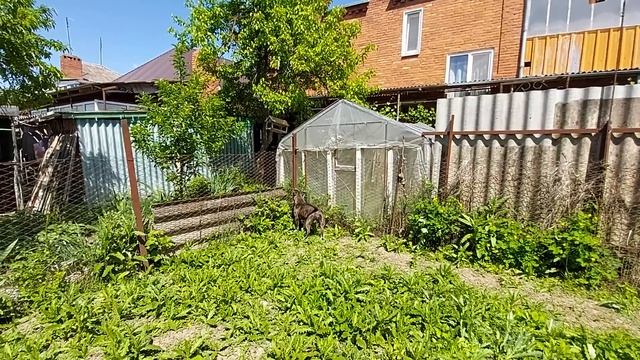 Амстаффы Локи и Кэти. Как живет Леди смотреть онлайн