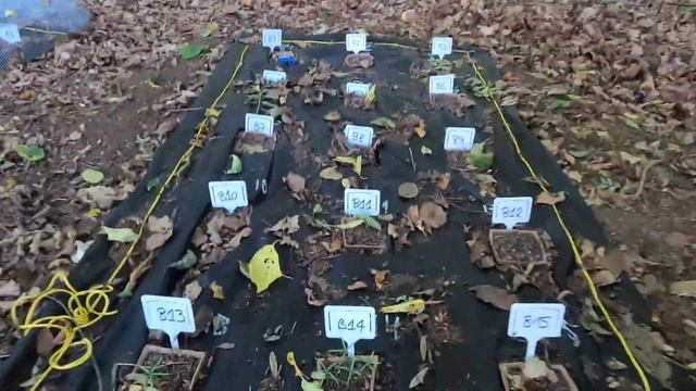 Experiment time! 'MyGardenOfTrees' - Part 3 смотреть онлайн