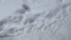 УПИРАЕТСЯ НА ПРОГУЛКАХ // собака из приюта не идет гулять