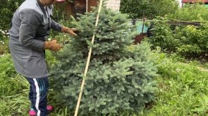 Как формировать голубую ель красивой. Обрезка голубой ели. Формирование правильной формы