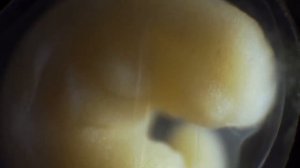 Процесс рождения Саламандры в режиме таймлапс