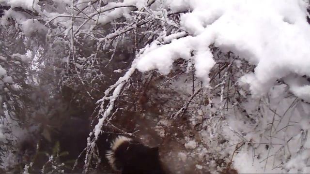 Жесткая работа  РЕЛак по секачу .