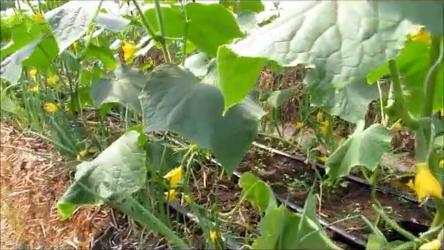 Огурец Бьерн на соломенных тюках смотреть онлайн