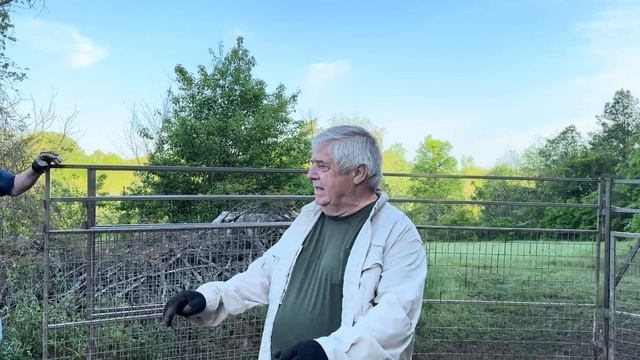 My NEW RECORD wild hog catch. MOST ever in a back yard. смотреть онлайн