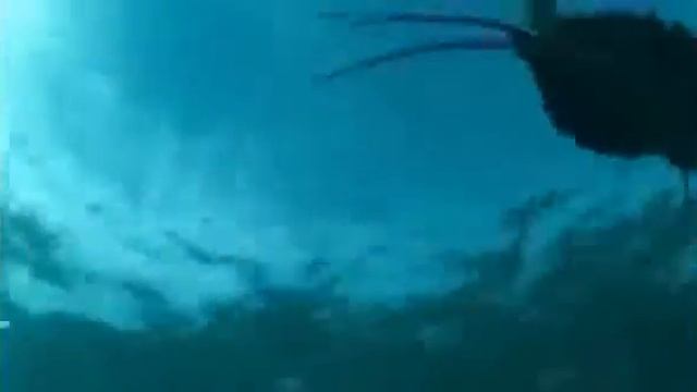 The rise of anomalocaris смотреть онлайн