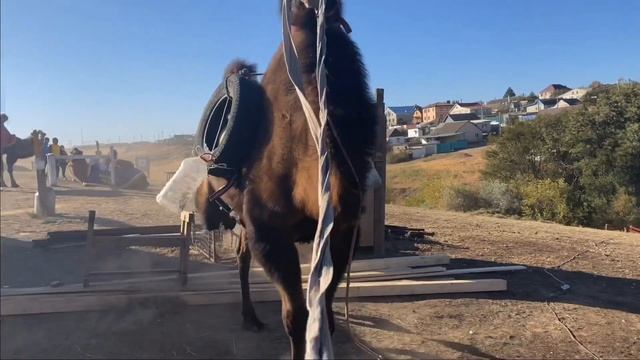 Романтические истории с дикими животными