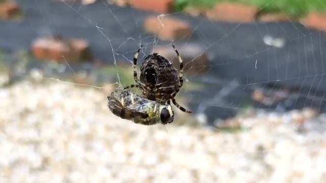 Spider and bumble bee lunch смотреть онлайн