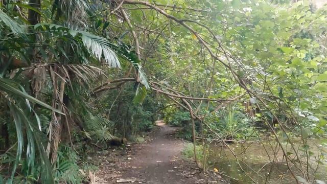 4K Virtual walk-Cairns Botanic Garden Rainforest Boardwalk | Cairns Queensland смотреть онлайн