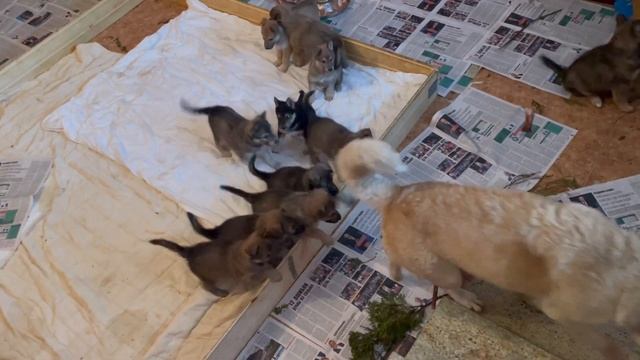 Мамочки кормить уже не хотят. смотреть онлайн