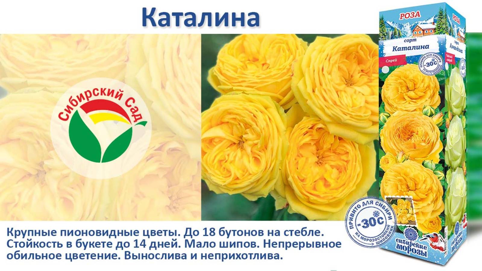 Роза Каталина (Спрей) от Агрофирмы "Сибирский сад" смотреть онлайн