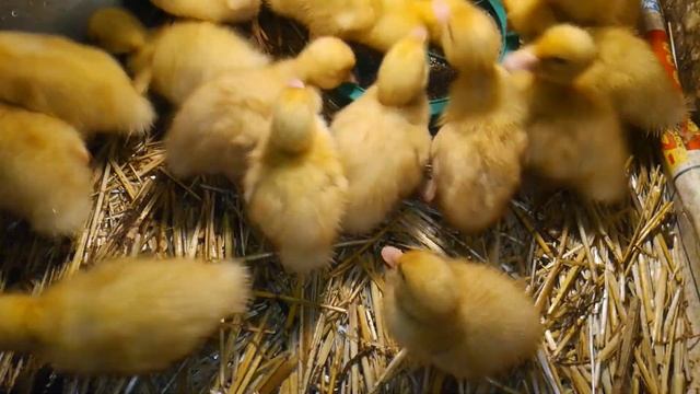 Утята ! Желтые пушистики . 😊 смотреть онлайн