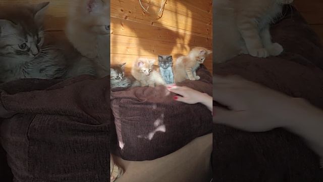 котята07.01.24