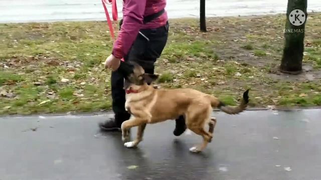 Щенок малинуа Benar KernelDog 3 месяца, учимся работать при сильных раздражителях в большом городе. смотреть онлайн