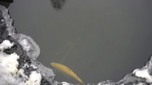 Пруд покрылся льдом. Рыбки чувствуют  себя  хорошо