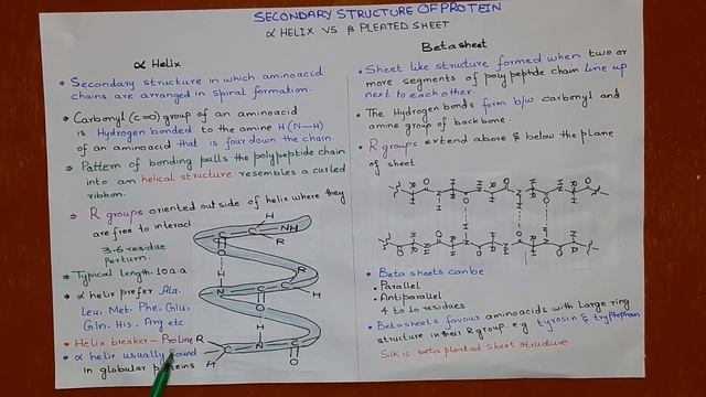 difference between alpha helix and beta pleated sheet смотреть онлайн