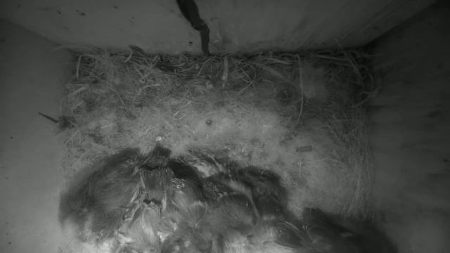 Blue tit bird nesting box camera live stream - UK (Raspberry Pi camera) смотреть онлайн