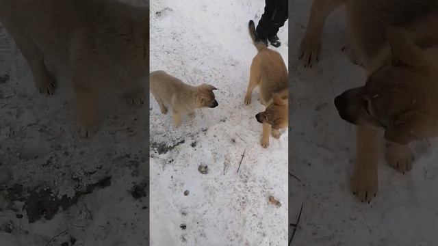 #щеночки #щенки #щенок #собака #собаки #животные #animals #dog #dogs #puppy #puppies смотреть онлайн