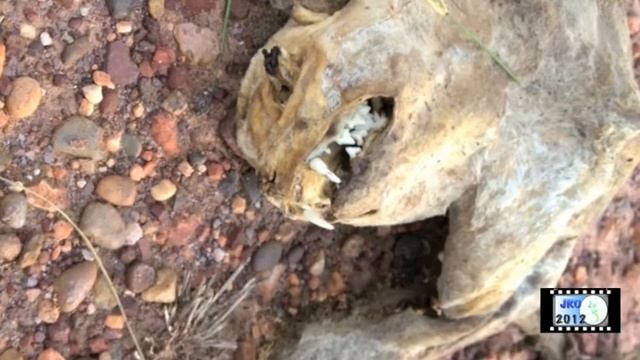 strange creature vampire cat yt.m4v смотреть онлайн