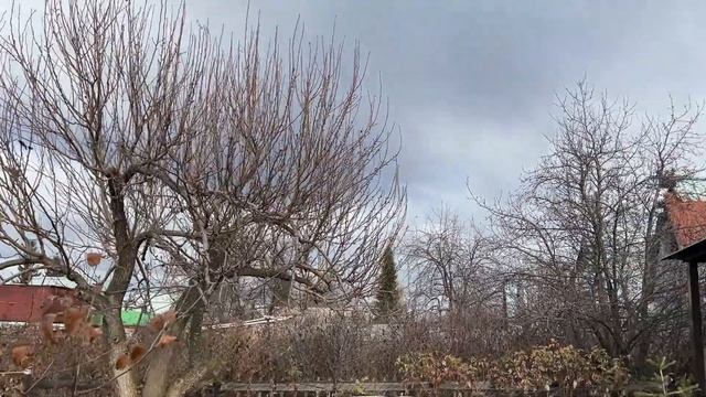 Короткая поездка на дачу. Обрезаем старую грушу смотреть онлайн