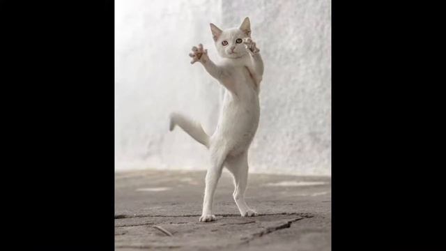 Dancing Cats - Танцующие коты.